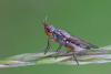 Dorycera sp.